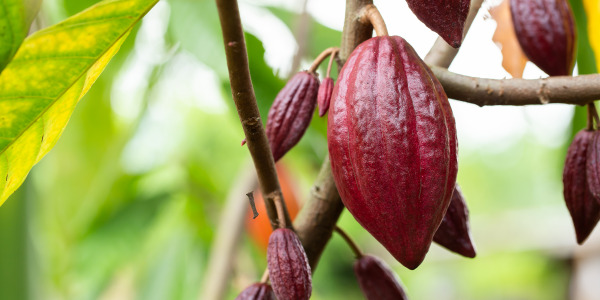 Les différentes étapes de transformation de la Cabosse à la tablette de Chocolat