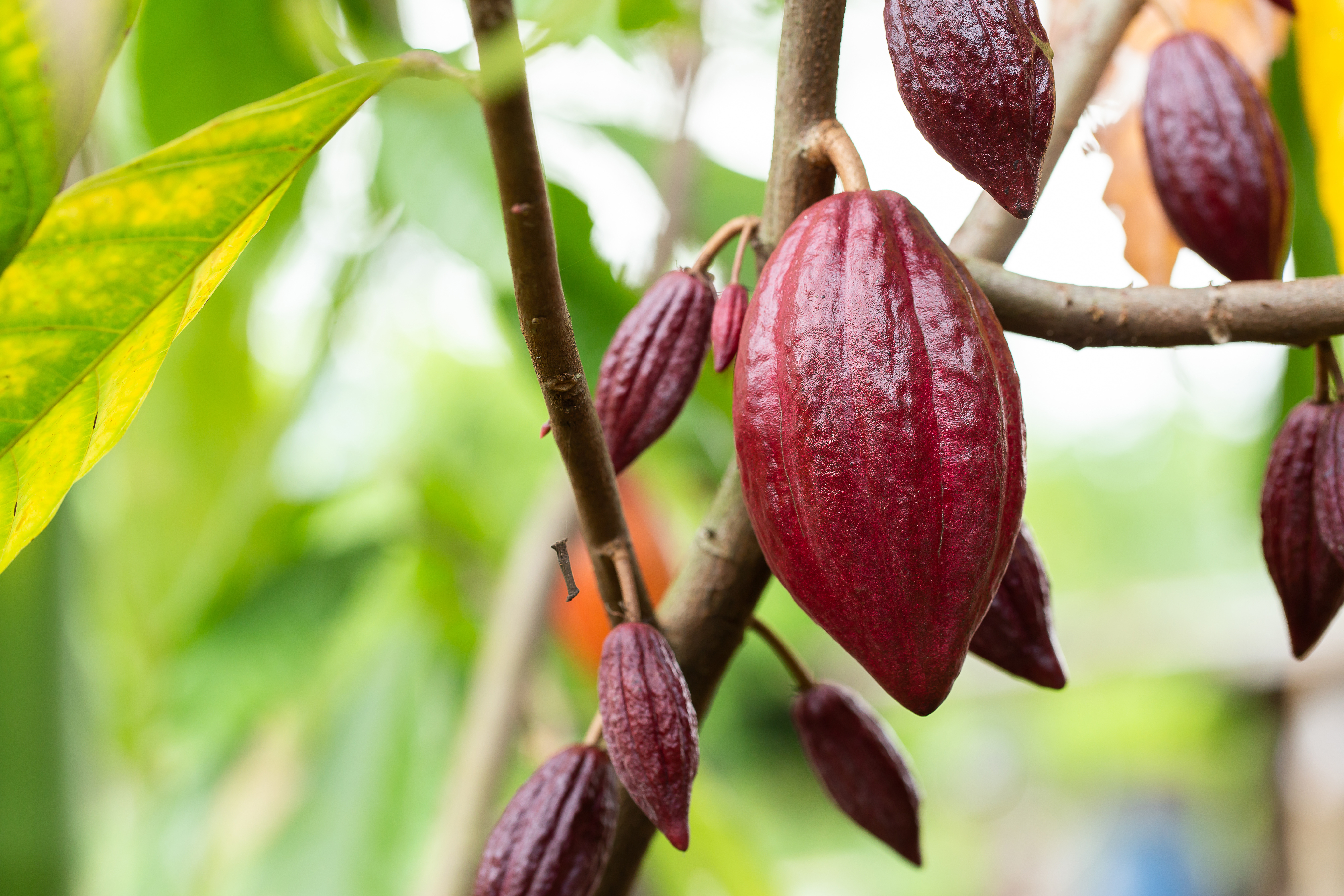 Les différentes étapes de transformation de la Cabosse à la tablette de Chocolat