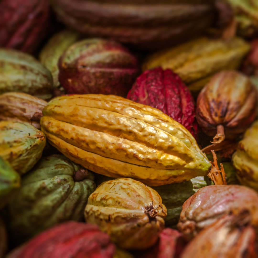 Les différents types de cacao